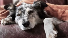 Zatvor, testiranje i analne bolesti